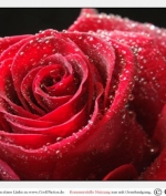 Gesuche Top Verdienst Bild 2