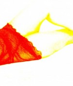 Profil Dunya-Hausfrau