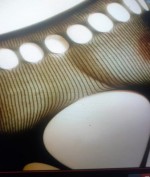 Hobbyhure chaosqueen29 Bild 1